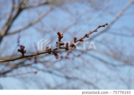 櫻花前線② 75776193