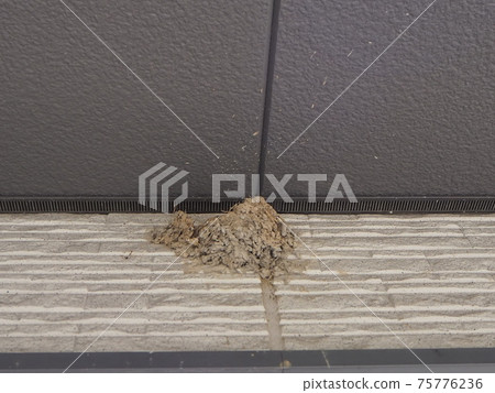 Swallow's nest attacked by crows 75776236