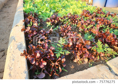 lettuce , green oak lettuce and red coral lettuce , green oak lettuce and red coral 75776275