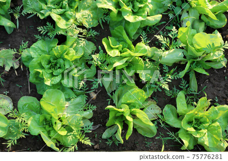 lettuce , green oak lettuce and red coral 75776281