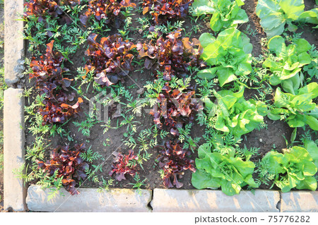 lettuce , green oak lettuce and red coral 75776282
