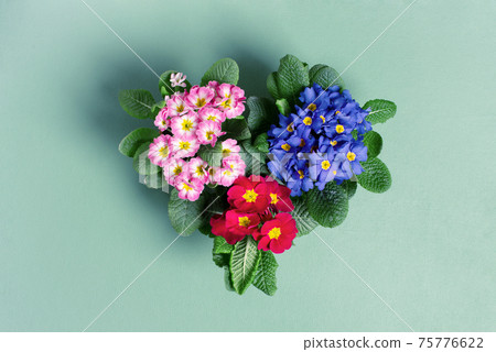 Multicolor blooming primroses, heart shape of fresh flowers Multicolor blooming primroses, heart shape of fresh flowers 75776622