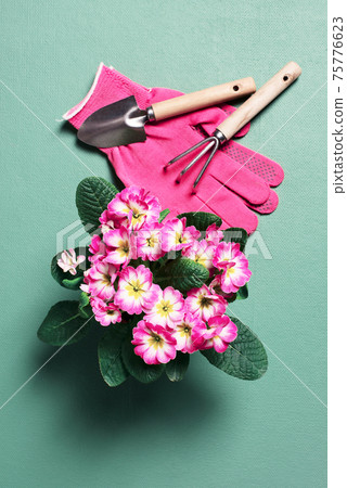Pink blooming primrose and gardening tools on green table, concept of organic gardening Pink blooming primrose and gardening tools on green table, concept of organic gardening 75776623