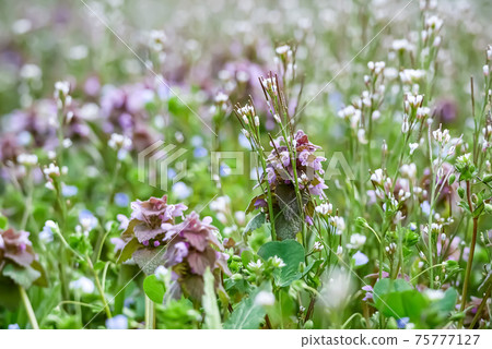 Nature, plants, photographic environment Spring field Spring deadnettle, Cardamine flexuosa and Veronica polita 75777127