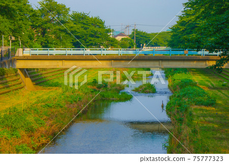 野川（市府市）被新鮮的綠色植物所包圍 75777323