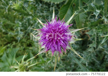 水飛薊花 75778122