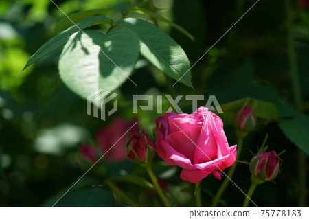 Rose in full bloom Ampereu Dumaroc Rose in full bloom Ampereu Dumaroc 75778183