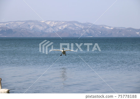 Swan landing on Lake Inawashiro in Fukushima Prefecture in March 2021 Swan landing on Lake Inawashiro in Fukushima Prefecture in March 2021 75778188
