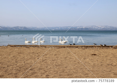 2021年3月，福島縣豬苗代代湖的志濱和天鵝 75778189