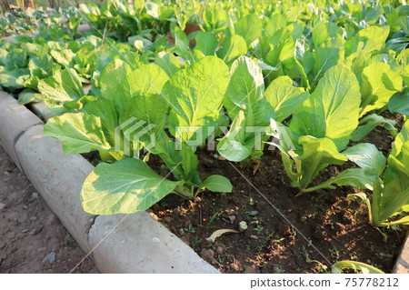 brassica juncea, green lettuce or lettuce brassica juncea, green lettuce or lettuce 75778212