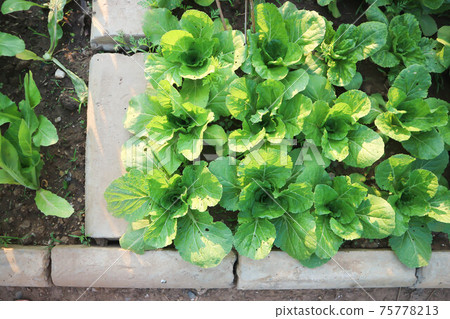 brassica juncea, green lettuce or lettuce brassica juncea, green lettuce or lettuce 75778213