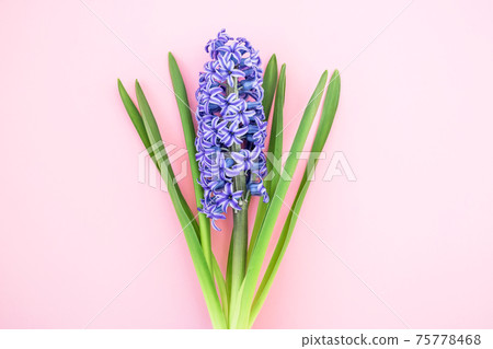 Hyacinth flower and copy space on pink background. Flat lay, Top view 75778468