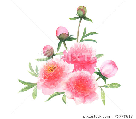 Watercolor pink peonies flowers and buds bouquet 75778618