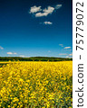 Yellow rapeseed field in Germany 75779072