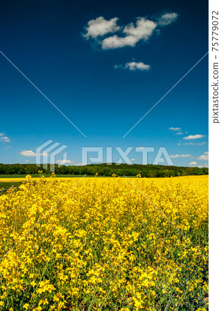 Yellow rapeseed field in Germany 75779072
