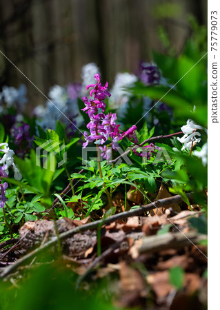 Pink spring flowers Corydalis cava in the Teutoburg Forest 75779073