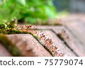 Moss growing on a wall 75779074