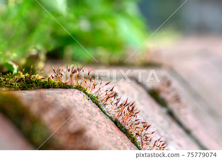Moss growing on a wall 75779074