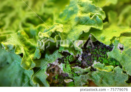 Green lichen on wood 75779076