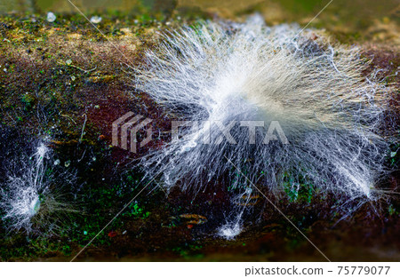 Fungus mycelium 75779077