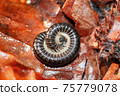 Closeup macro image of a millipede rolling up on the forest floor 75779078