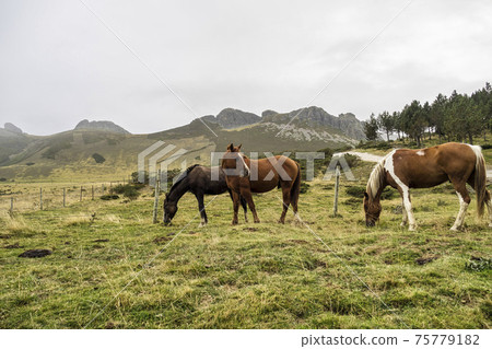 Landscape with horses on the road of the Picos de Europa, Asturias and Cantabria, Spain Landscape with horses on the road of the Picos de Europa, Asturias and Cantabria, Spain 75779182