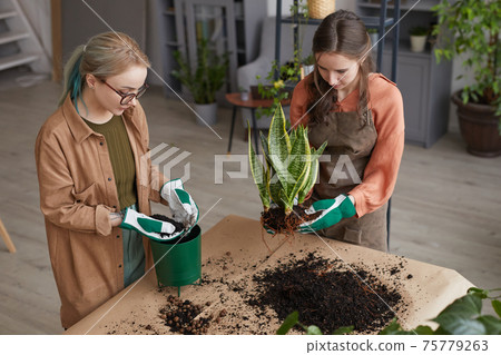 Two Women Potting Flowers Two Women Potting Flowers 75779263
