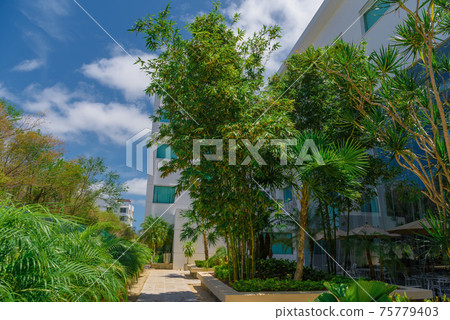 Tropical thicket of bamboo near a modern building. Tropical thicket of bamboo near a modern building. 75779403