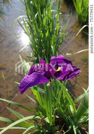 Iris purple 75779431