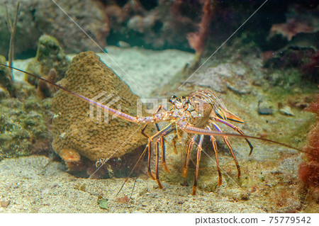 A snapshot of spiny lobster in a natural habitat on the seabed. 75779542
