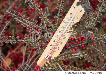 Close-up photo of household alcohol thermometer in the branches of the plant showing temperature in degrees Celsius. Outdoors. Close-up, selective focus Close-up photo of household alcohol thermometer in the branches of the plant showing temperature in degrees Celsius. Outdoors. Close-up, selective focus 75779986