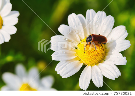 Closeup of beetle on the bright medicinal chamomile on the field 75780021