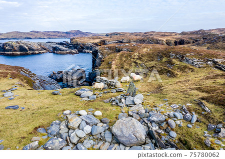 Sheep at the coastline at Dawros in County Donegal - Ireland 75780062
