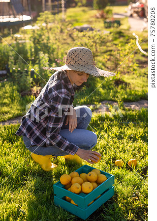 Pretty young woman gardener in hat picks lemons in a basket in her vegetable garden on a sunny summer day. Gardening and farming concept Pretty young woman gardener in hat picks lemons in a basket in her vegetable garden on a sunny summer day. Gardening and farming concept 75780208