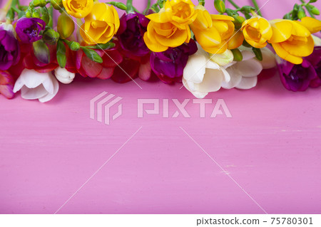 Beautiful freesia on a pink wooden background. 75780301