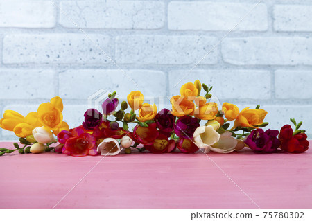 Beautiful freesia on a pink wooden background. 75780302