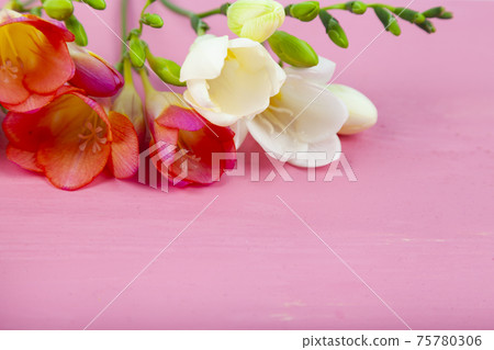 Beautiful freesia on a pink wooden background. 75780306