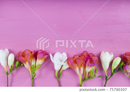 Beautiful freesia on a pink wooden background. 75780307