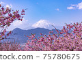 Kawazu Sakura and Mt. Fuji 75780675