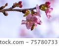 Kawazu cherry tree and bee 75780733
