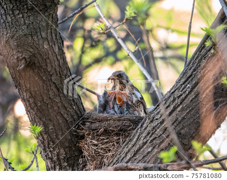 Thrush fieldfare feeding chicks with earthworms. Thrush, Turdus pilaris, with new born babies in the nest. Thrush fieldfare feeding chicks with earthworms. Thrush, Turdus pilaris, with new born babies in the nest. 75781080