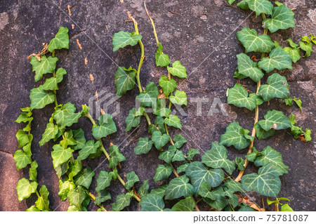 Creeper plant on a wall, Stock image