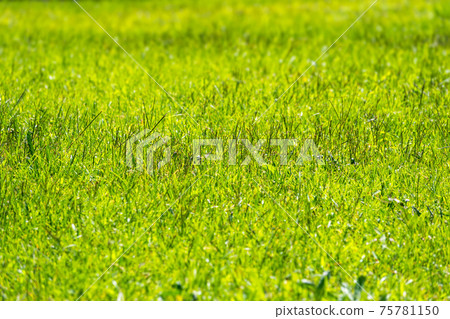 Green grass illuminated by the setting sun. Nanure background. Green grass illuminated by the setting sun. Nanure background. 75781150
