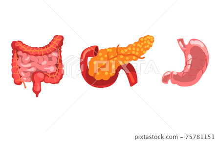 Large and Small Intestine, Pancreas, Stomach, Digestive HumanTract, Internal Organs Set Cartoon Vector Illustration Large and Small Intestine, Pancreas, Stomach, Digestive HumanTract, Internal Organs Set Cartoon Vector Illustration 75781151