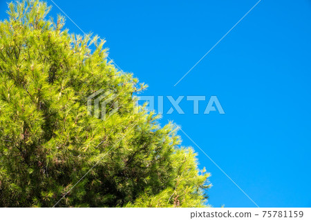 Green pine tree with long needles on a background of blue sky. Freshness, nature, concept. Latin: Pinus brutia 75781159