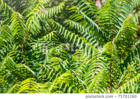 Green leaves of the Ailanthus altissima tree Green leaves of the Ailanthus altissima tree 75781160
