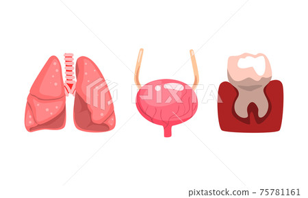 Human Lungs, Bladder, Tooth and Gum, Internal Organs Set Cartoon Vector Illustration 75781161
