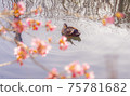 Kawazu cherry blossoms and duck 75781682