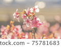 Kawazu cherry blossoms in early spring 75781683