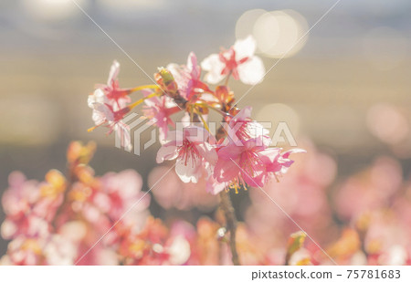 河津櫻花在早春 75781683